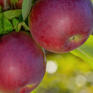 Malus domestica 'McIntosh'