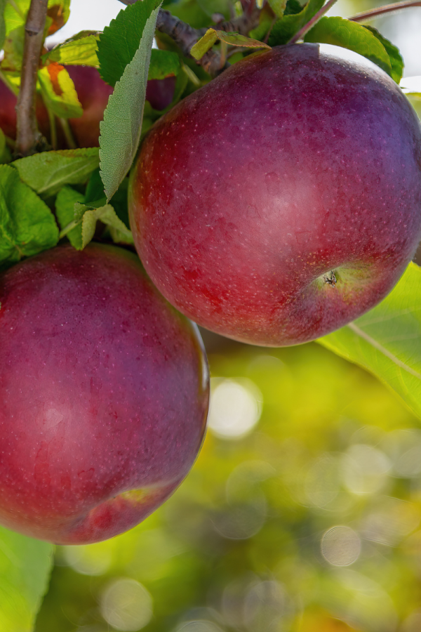 Malus domestica 'McIntosh'