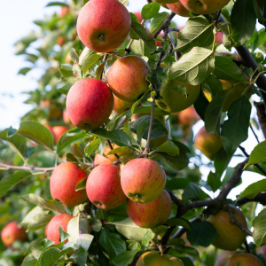 Malus domestica 'Norland'
