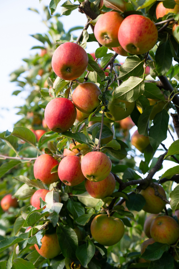 Malus domestica 'Norland'