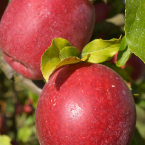 Malus domestica 'Northern Spy'