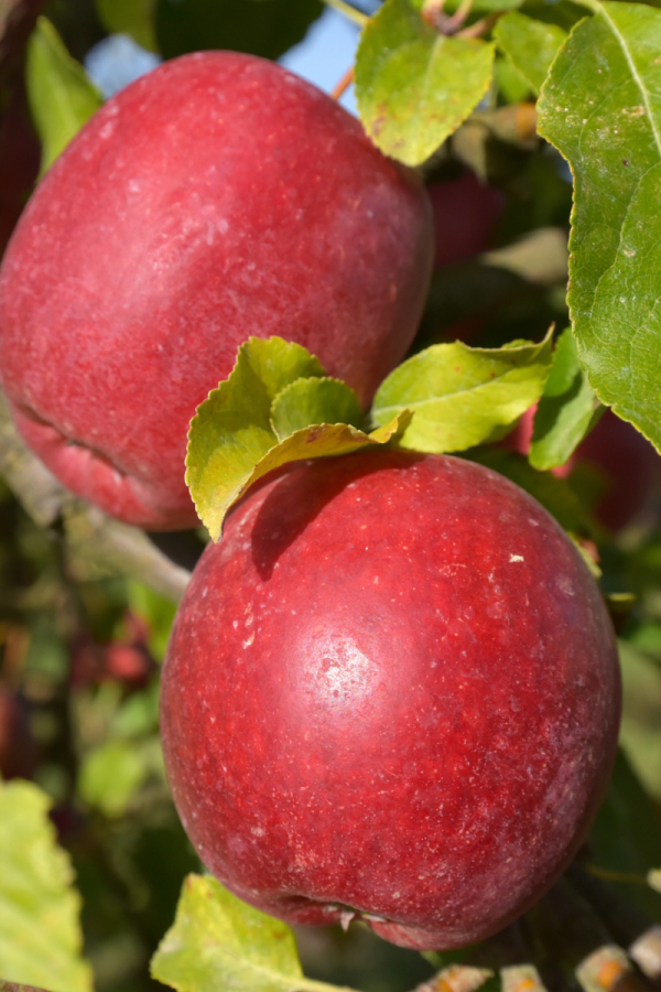 Malus domestica 'Northern Spy'