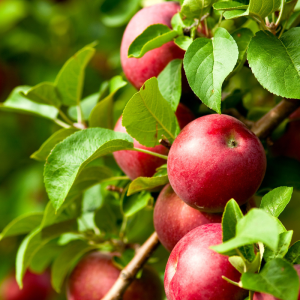 Malus domestica 'Spartan'