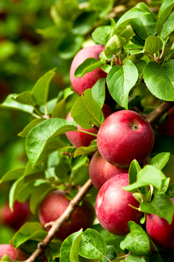 Malus domestica 'Spartan'