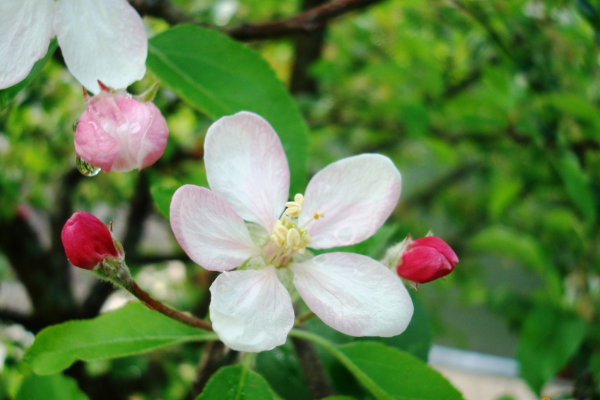 Malus domestica 'Spartan'