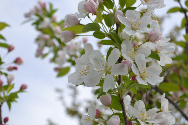 Malus 'Donald Wyman'