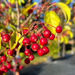 Malus 'Donald Wyman'
