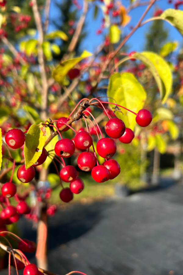 Malus 'Donald Wyman'