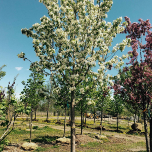 Malus 'Harvest Gold'