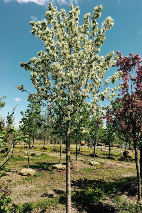 Malus 'Harvest Gold'