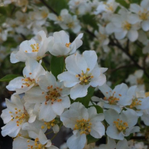 Malus 'Lanzam'