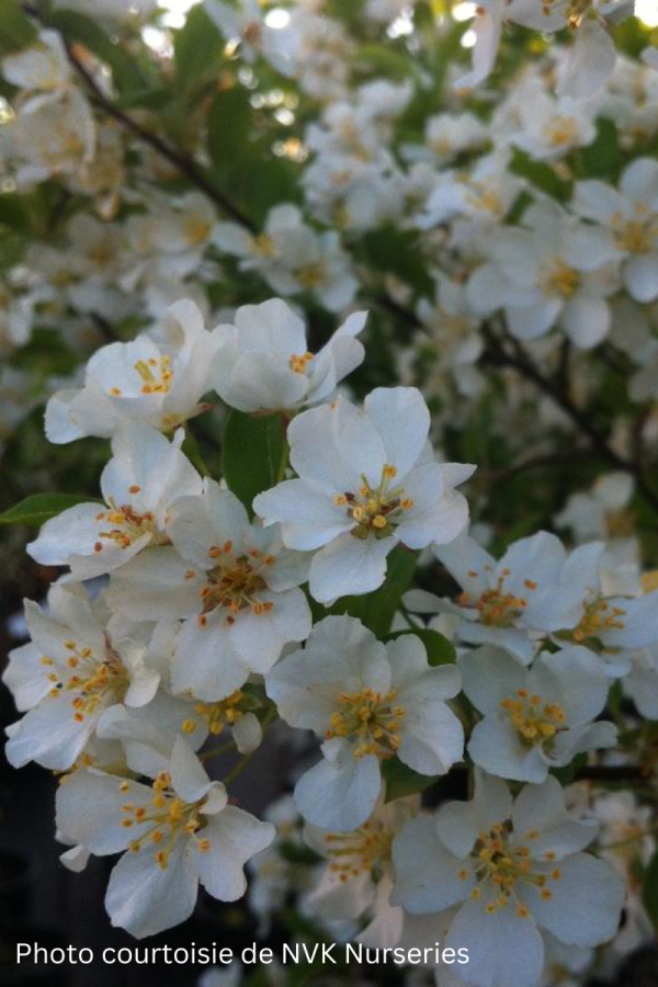 Malus 'Lanzam'