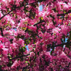 Malus 'Makamik'
