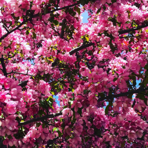 Malus 'Makamik'