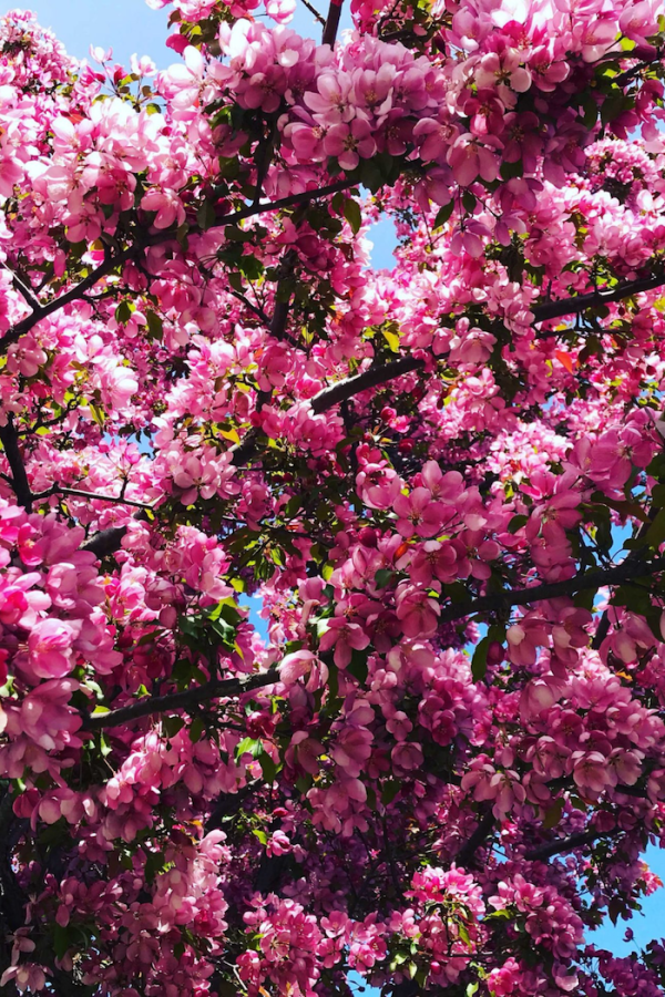 Malus 'Makamik'