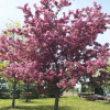 Malus 'Makamik'