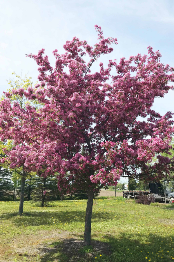 Malus 'Makamik'