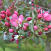 Malus 'Makamik'