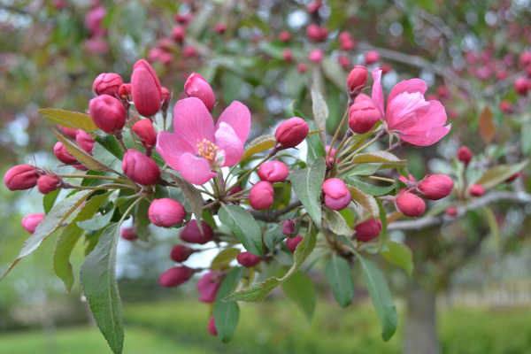 Malus 'Makamik'