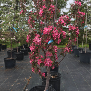 <b><i>Malus 'Maypole' ('Ballerina')</b></i><br>Pommetier 'Maypole' ('Ballerina')