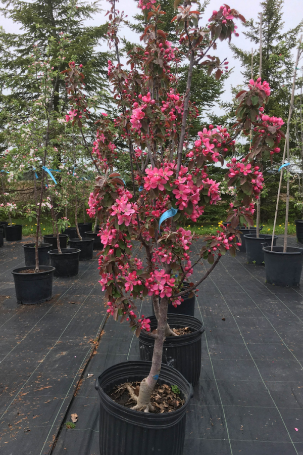 <b><i>Malus 'Maypole' ('Ballerina')</b></i><br>Pommetier 'Maypole' ('Ballerina')