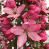 Malus 'Prairifire'