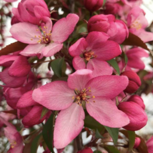 Malus 'Prairifire'