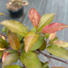 Malus 'Prairifire'