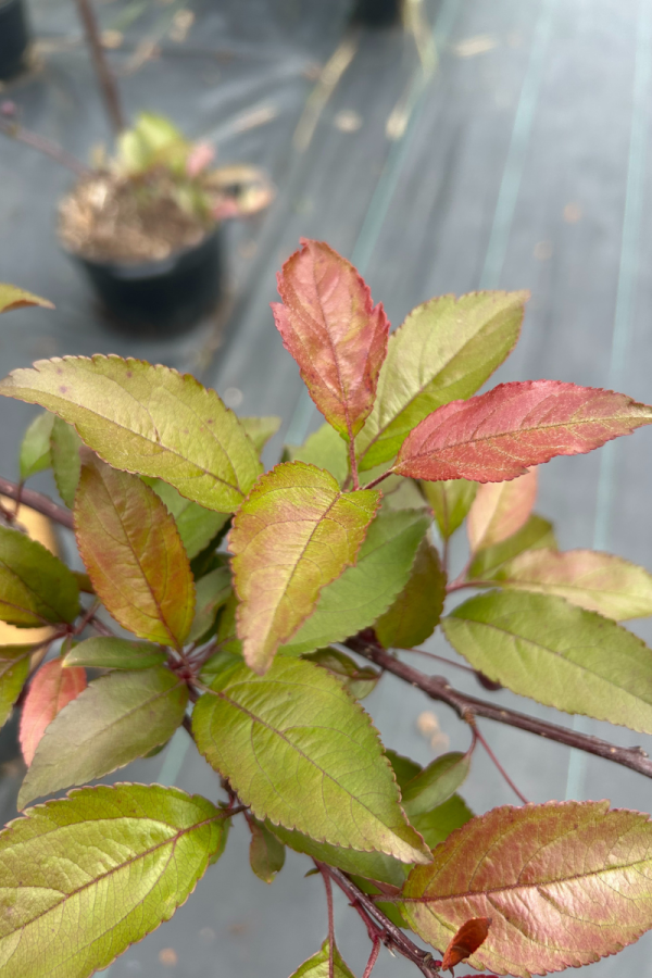 Malus 'Prairifire'