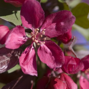 Malus 'Profusion'