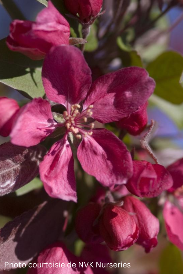 Malus 'Profusion'