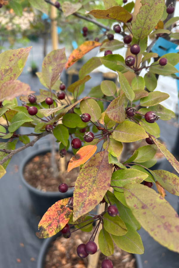 Malus 'Profusion'