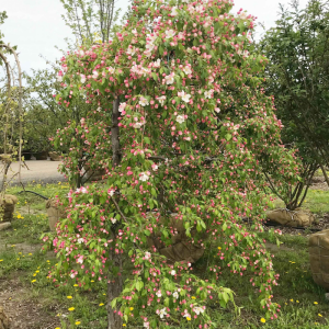 Malus x scheindeckeri 'Red Jade'