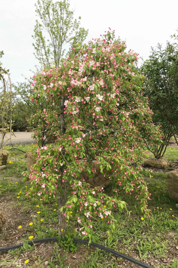 Malus x scheindeckeri 'Red Jade'