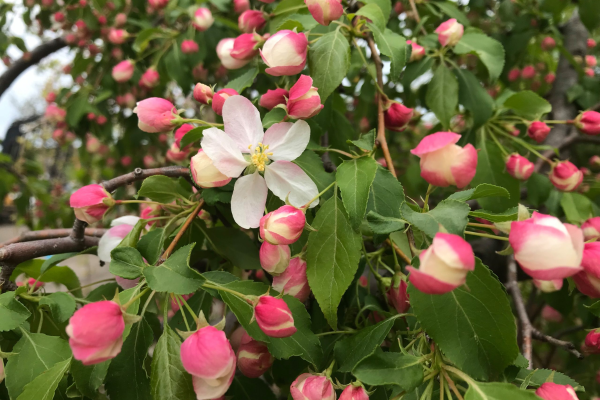 Malus x scheindeckeri 'Red Jade'