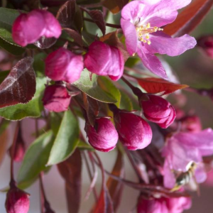 Malus 'Red Splendor'