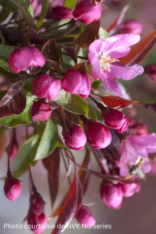 Malus 'Red Splendor'