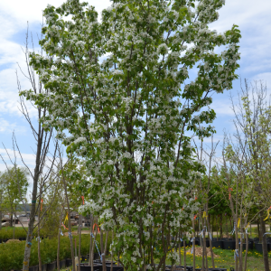 Malus 'Rinki'