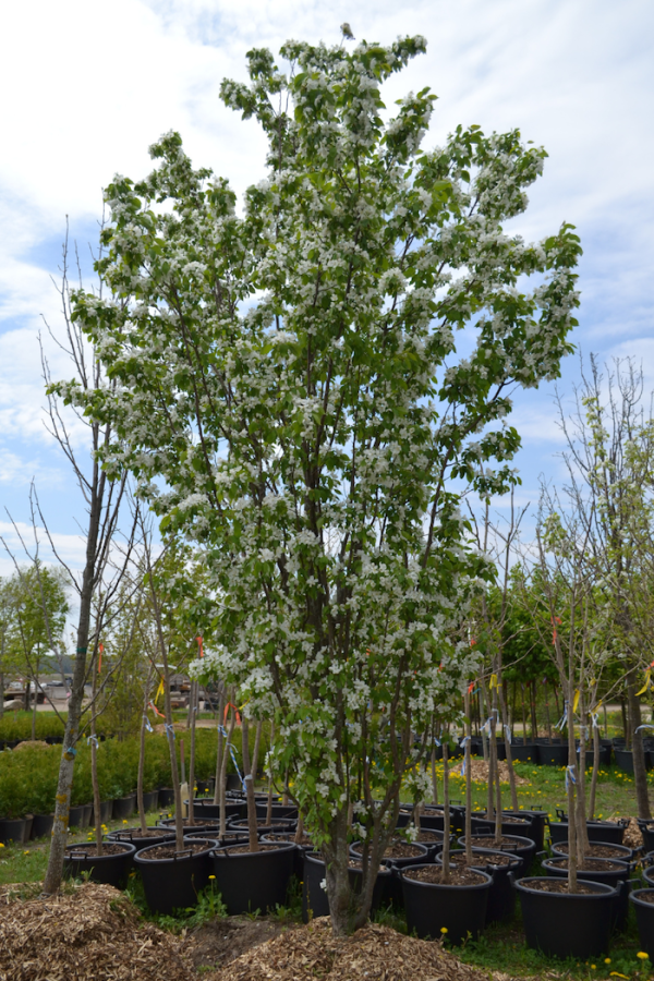 Malus 'Rinki'