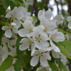 Malus 'Rinki'