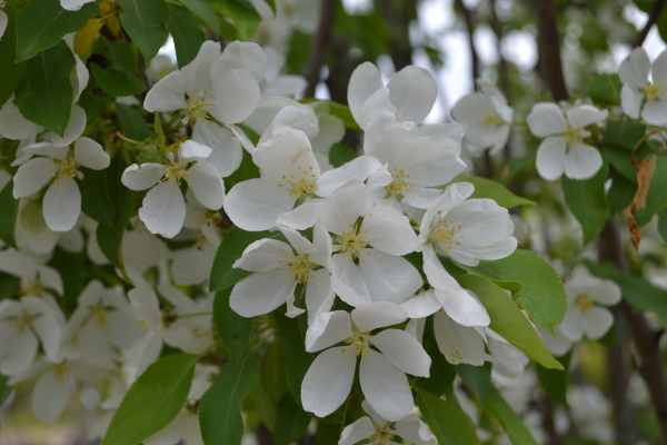 Malus 'Rinki'