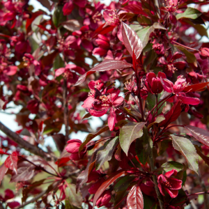 Malus 'Royalty'