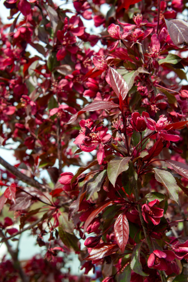 Malus 'Royalty'