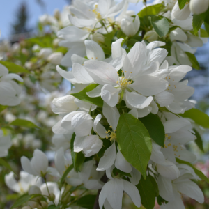 Malus 'Spring Snow'
