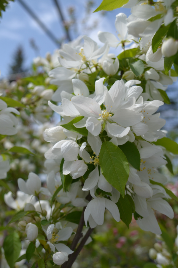 Malus 'Spring Snow'