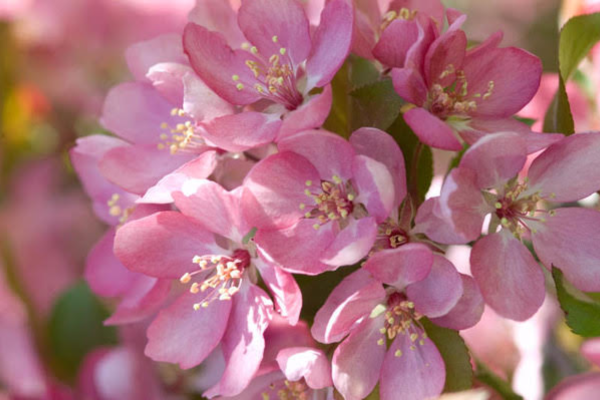 Malus 'Thunderchild'