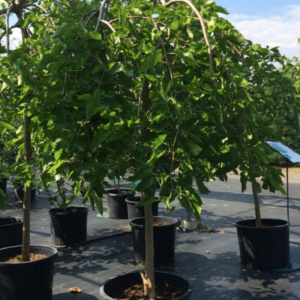 Morus alba 'Pendula'