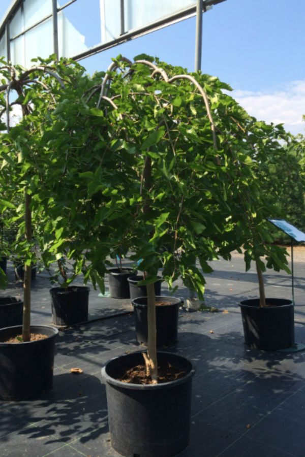 Morus alba 'Pendula'