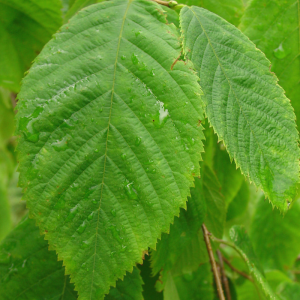 Ostrya virginiana