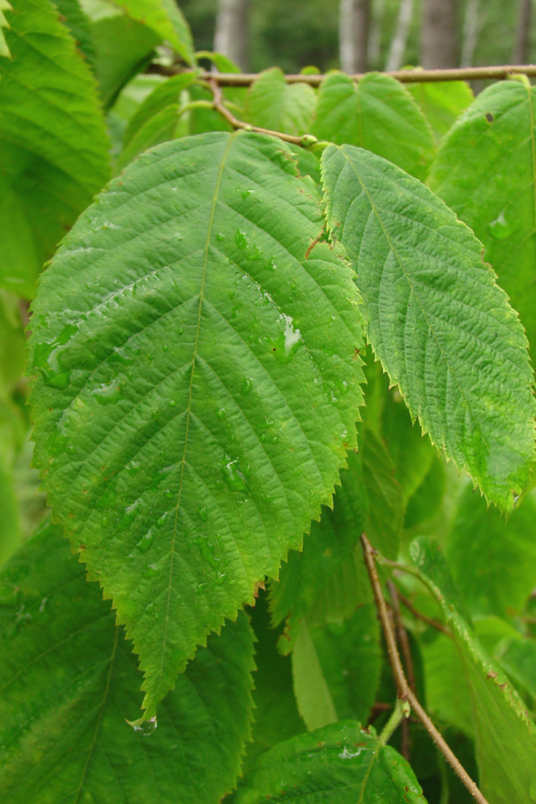 Ostrya virginiana